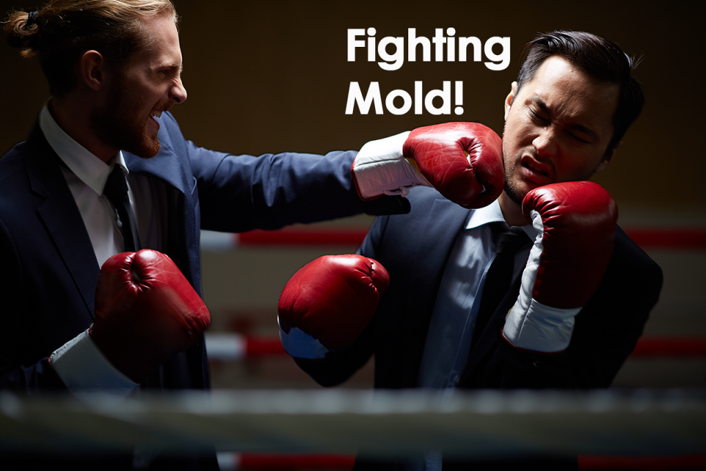 Fighting Mold - Mokher Plumbing