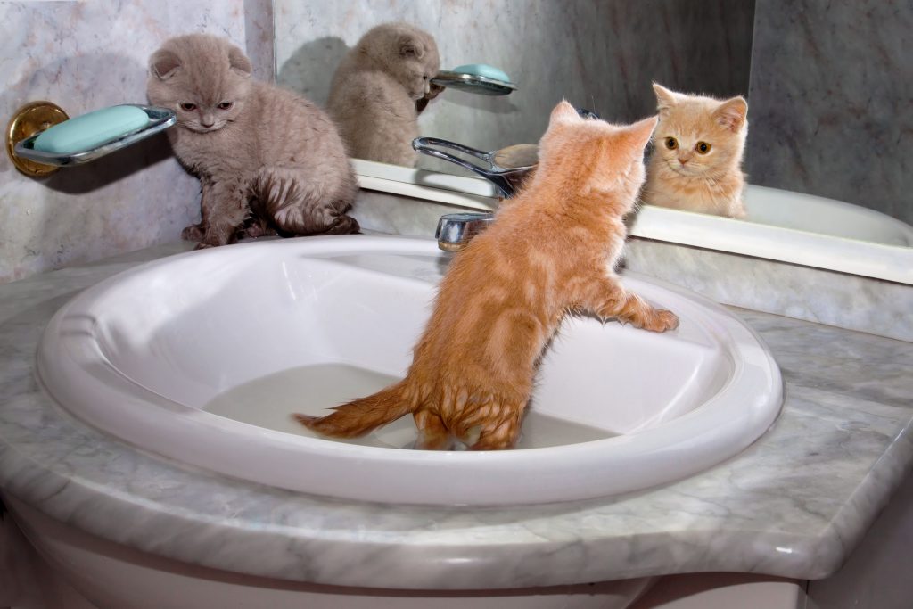 Little kittens bathing in the sink